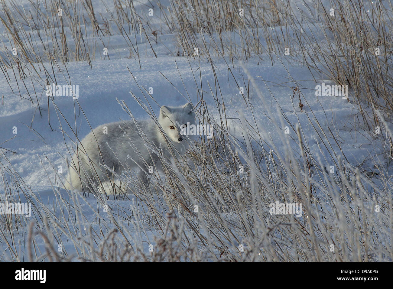 Polarfuchs des nördlichen Manitoba Stockfoto