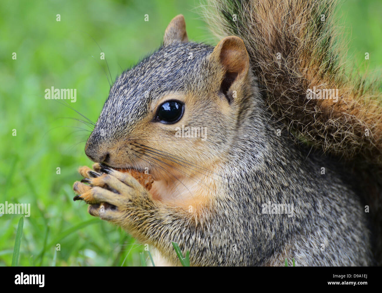 Eichhörnchen Essen Erdnuss, von der Seite gesehen Stockfoto