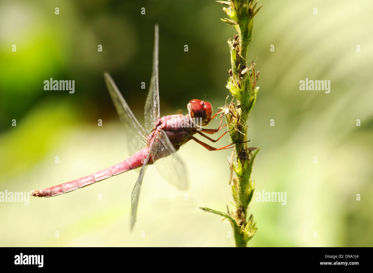 Schöne Libelle thront auf einem Blatt Stockfoto