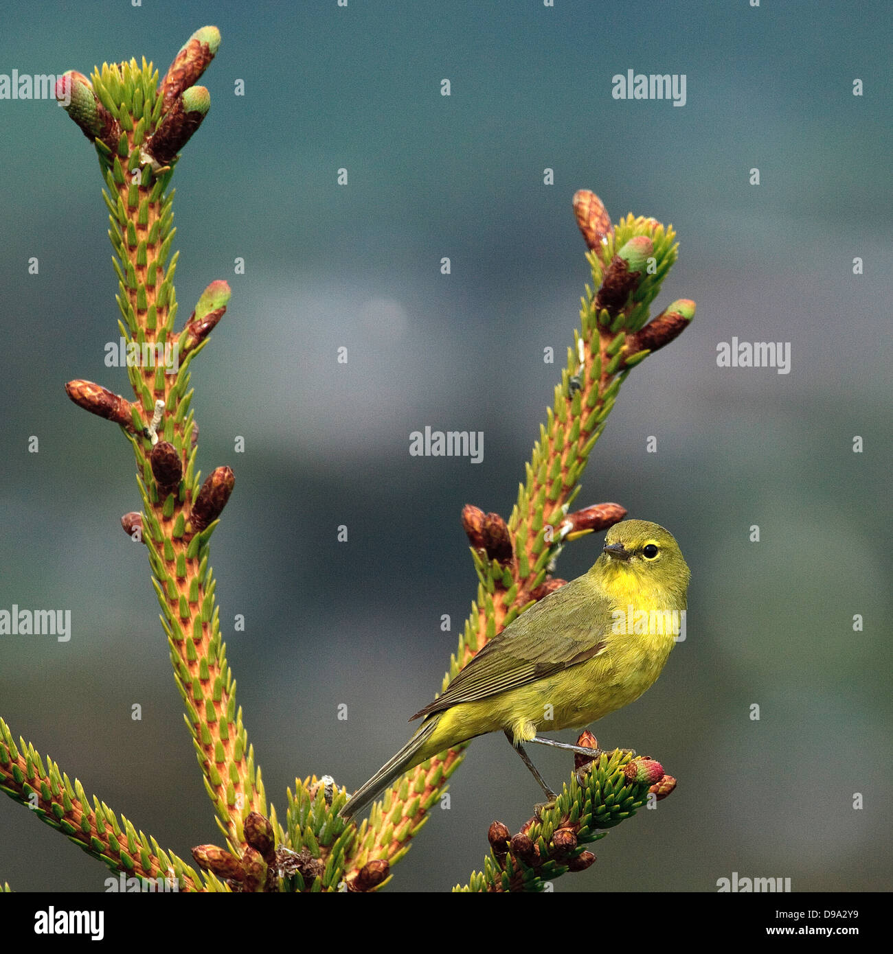 Orange gekrönt Warbler in Alaska Stockfoto