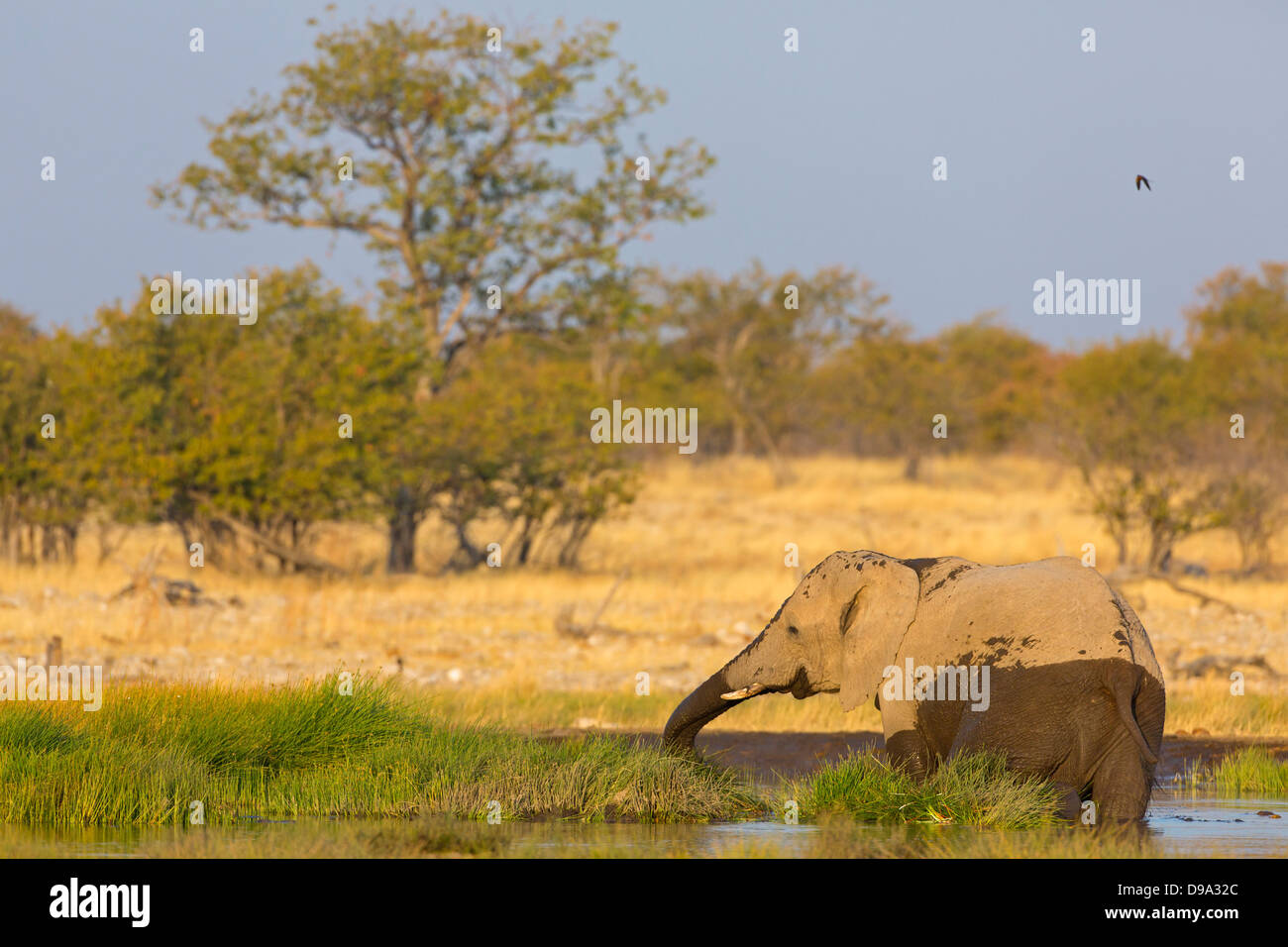 Afrikanischer Bush Elefant, afrikanischer Savanne Elefant, Afrikanischer Elefant, Loxodonta africana Stockfoto