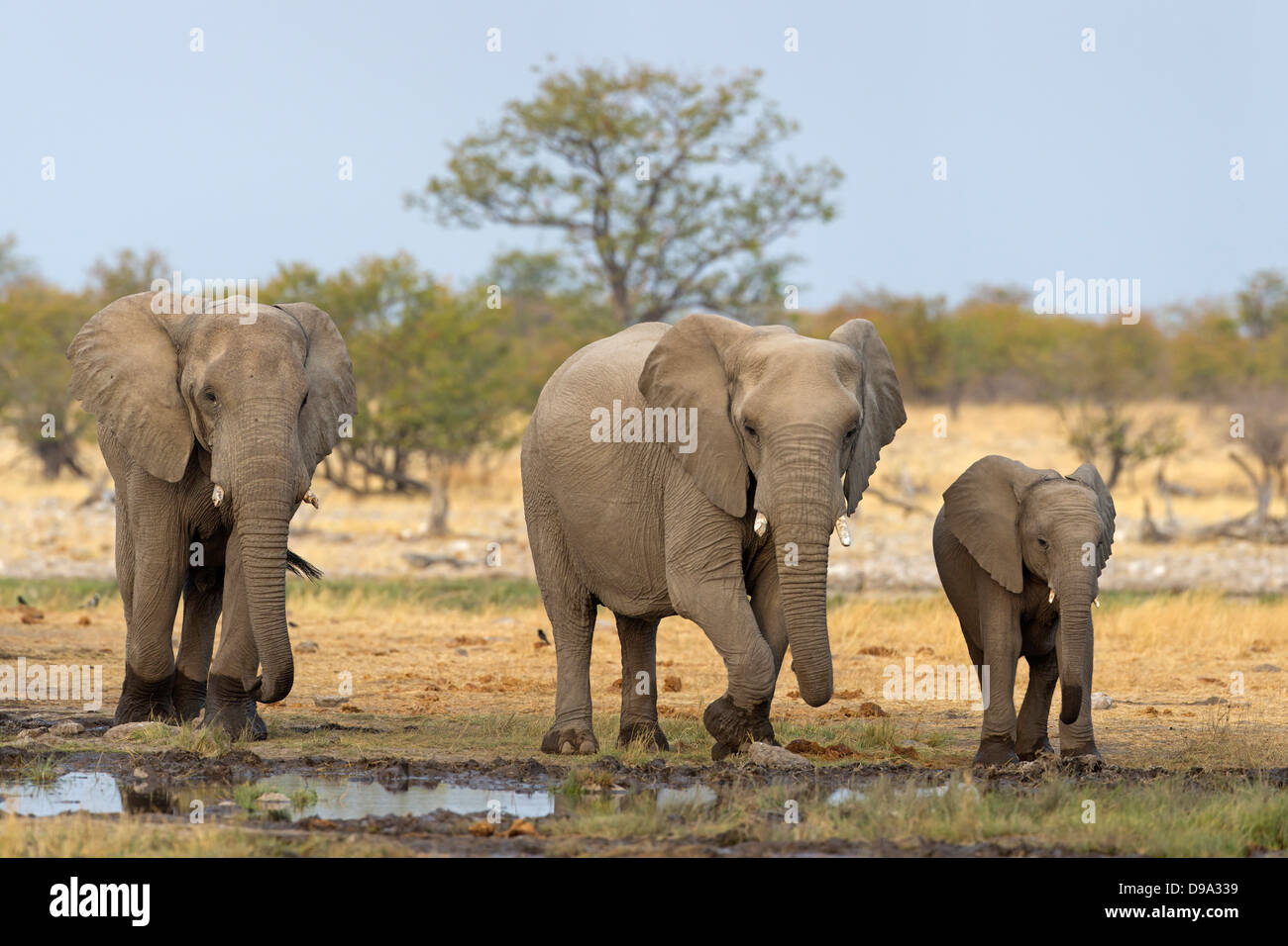 Afrikanischer Bush Elefant, afrikanischer Savanne Elefant, Afrikanischer Elefant, Loxodonta africana Stockfoto