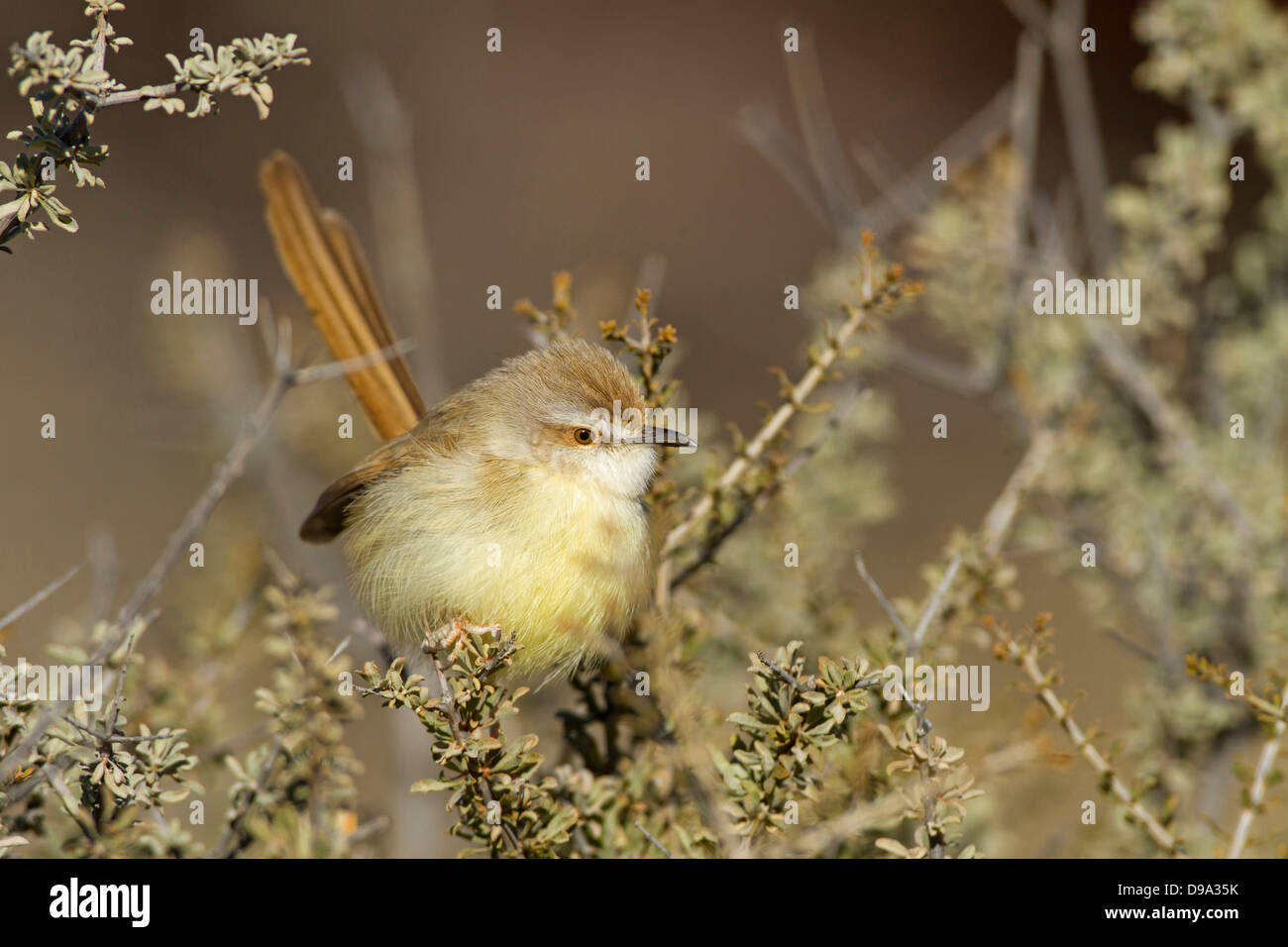 Brustbandprinie, schwarz-chested Prinia Prinia flavicans Stockfoto