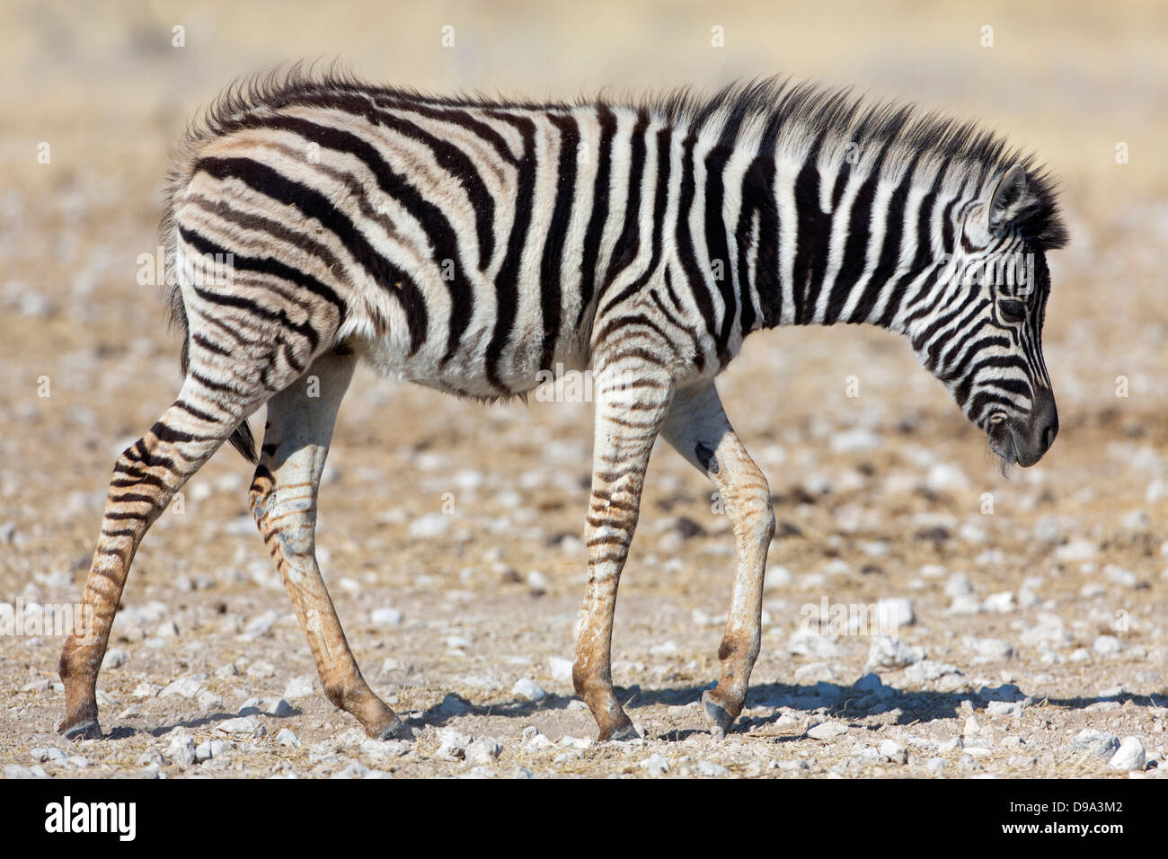 Ebenen Zebra, gemeinsame Zebra, Burchell Zebra, Equus Quagga, Ebenen