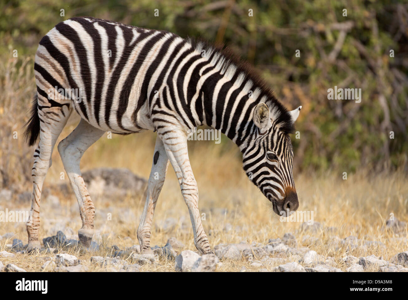 Ebenen Zebra, gemeinsame Zebra, Burchell Zebra, Equus Quagga, Ebenen Zebra, gemeinsame Zebra, Burchell Zebra, Steppenzebra, Pferdeze Stockfoto