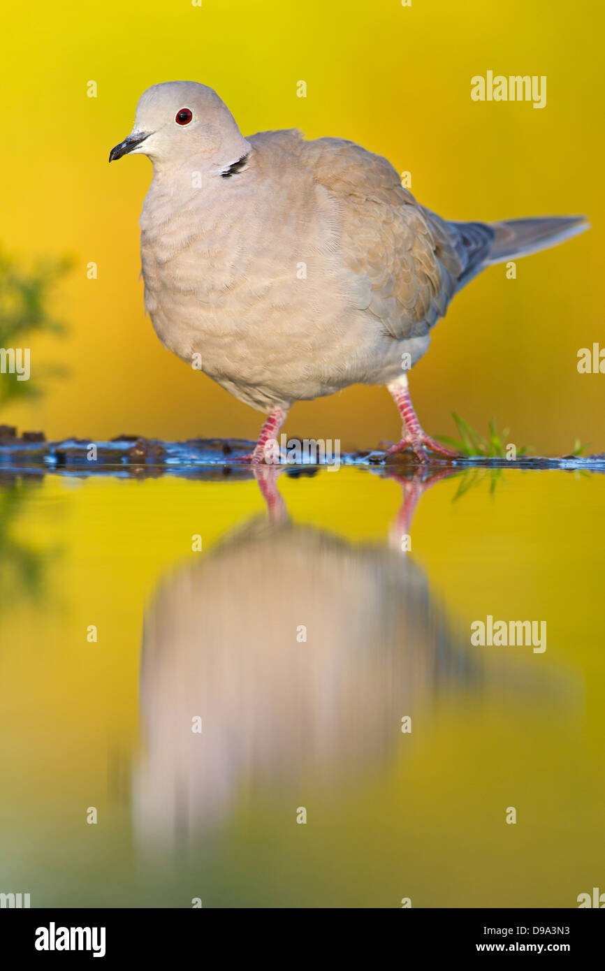 Collared Dove, eurasische Halsband-Taube, Eurasian Collared Dove, Streptopelia Decaocto, Türkentaube, Tuerkentaube Stockfoto