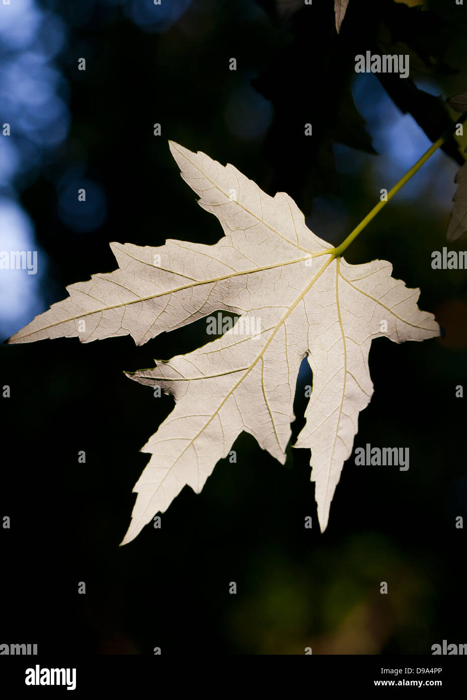 Unterseite des Maple leaf Stockfoto