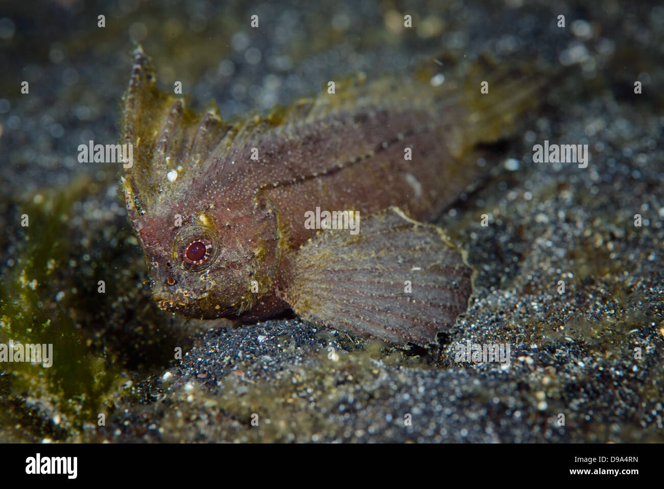 Spiny Waspfish (Ablabys Macracanthus). Schöne goldene Muster an den Rändern des Fisches. Stockfoto