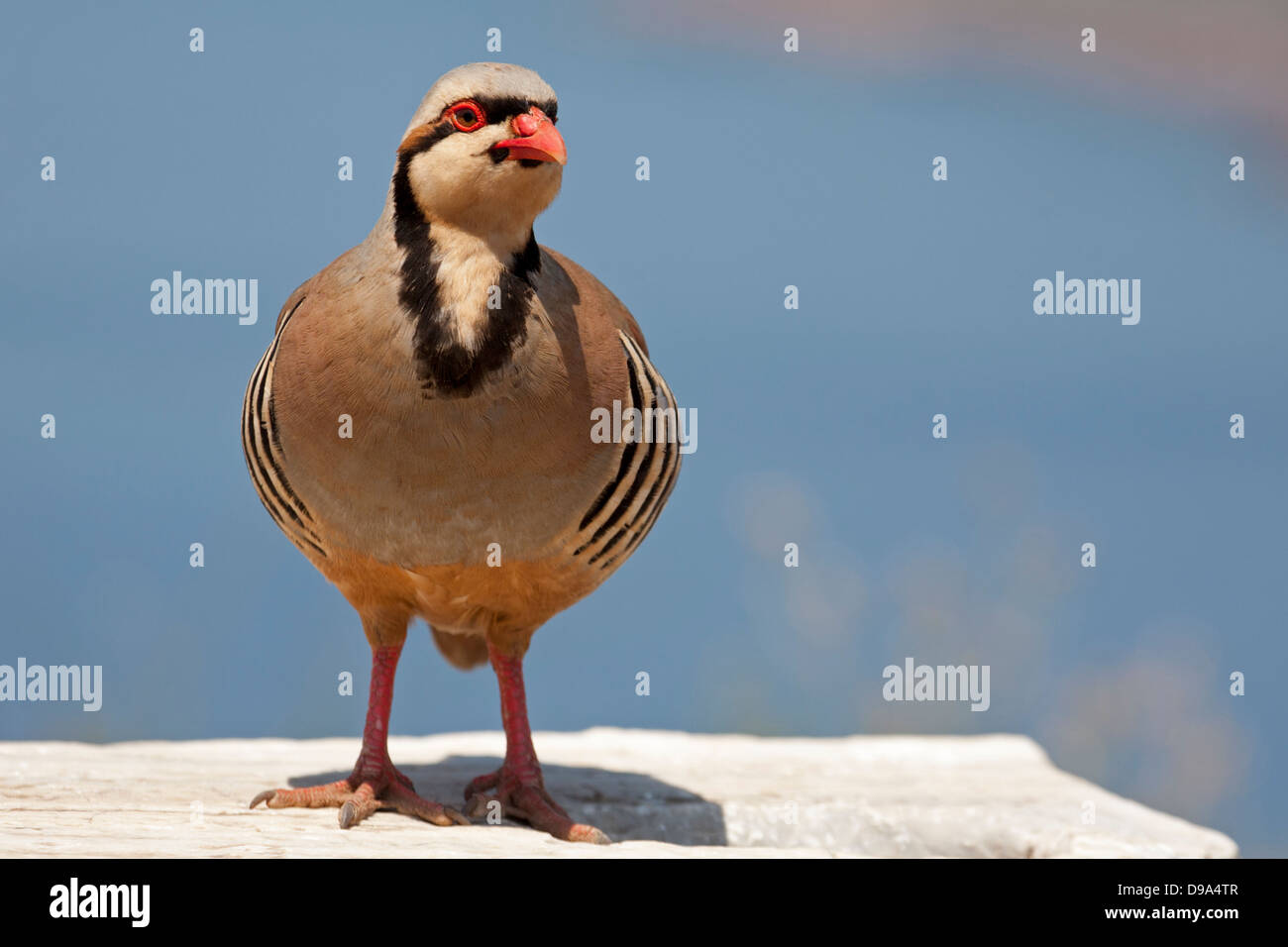 Chukar Partridge (Alectoris chukar) auf dem Tempel von Poseidon in Griechenland Stockfoto