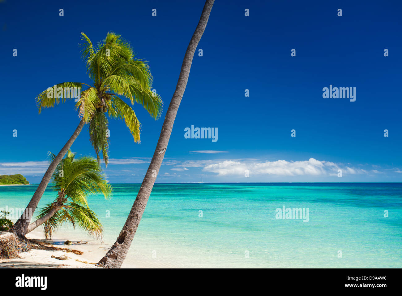Palmen über einsamen tropischen Strand hängen Stockfoto
