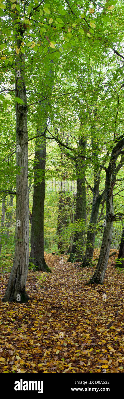 Laubwald, Nationalpark Hainich Stockfoto