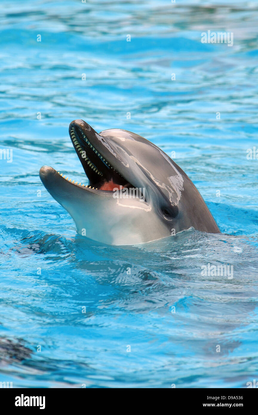 Flaschennasen-Delfin mit offenem Mund Stockfoto