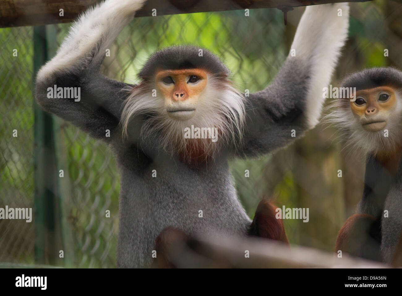 Rot-Schaft-Douc Languren an Endangered Primate Rescue Center, Cuc Phuong Nationalpark, Vietnam. Stockfoto