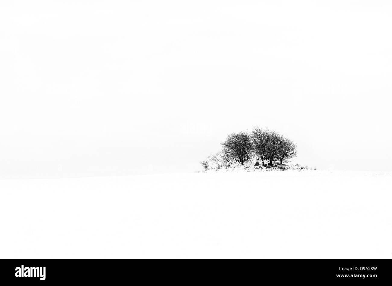 Bäume auf einem Hügel bedeckt im Schnee mit grauem Hintergrund Stockfoto