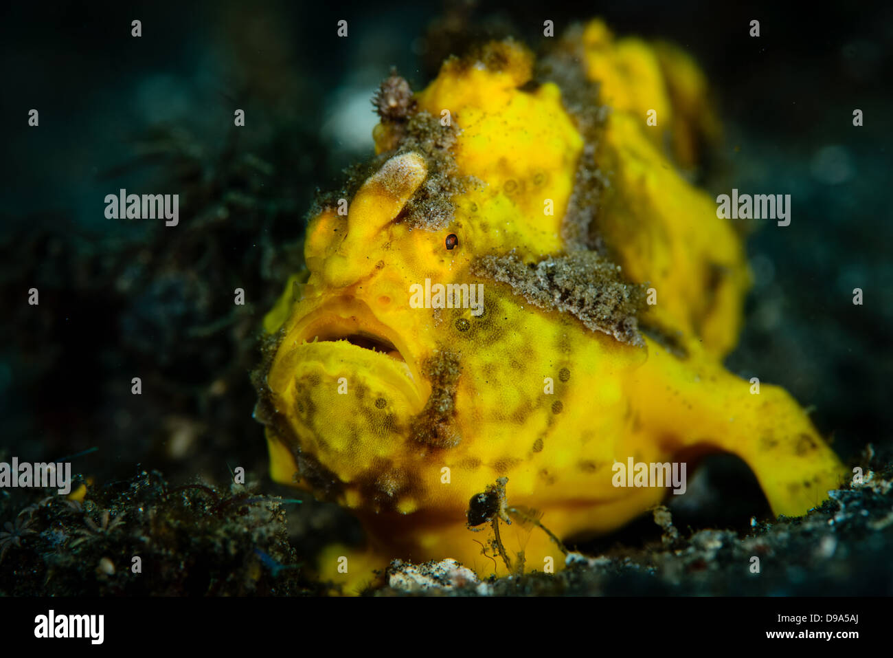 Eine gelbe warzige Anglerfisch Antennarius Maculatus aus Lembeh Strait, Nord-Sulawesi, Indonesien. Stockfoto