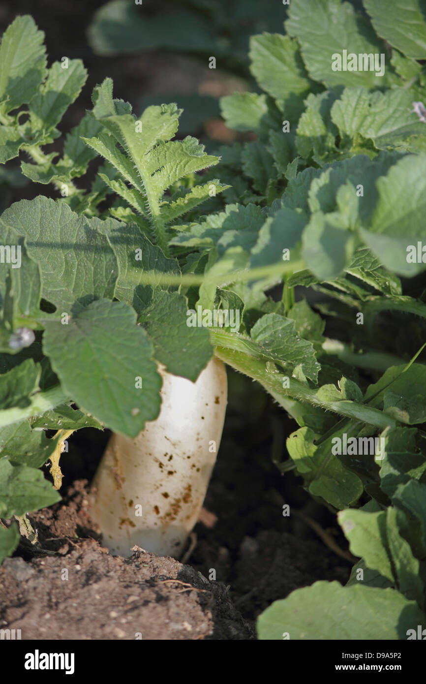 Grüne Gemüse weißer Rettich Raphanus Sativus wachsen in Feld, Maharashtra, Indien Stockfoto