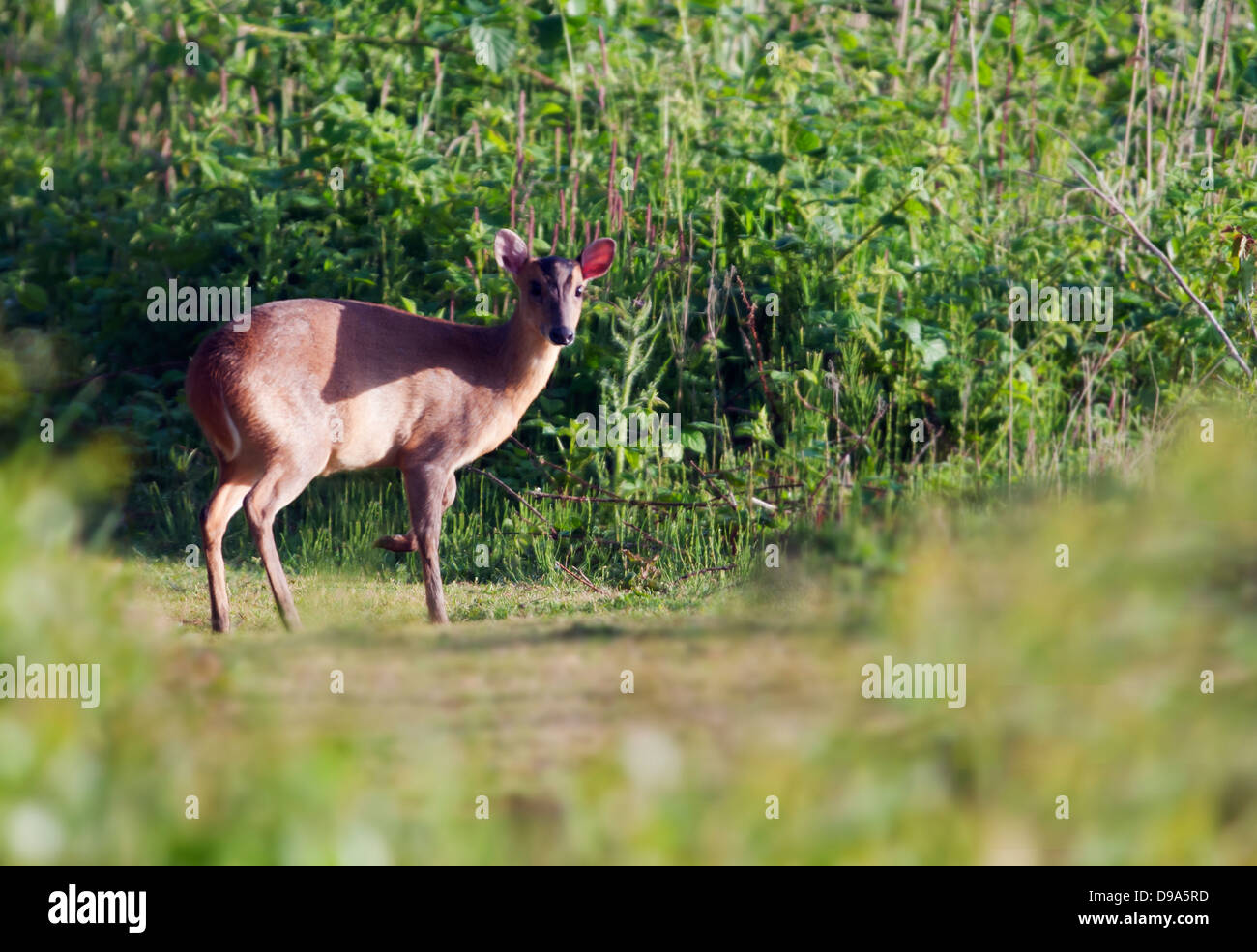 Weibliche Hirsche Muntjac (Muntiacus Reevesi) Stockfoto