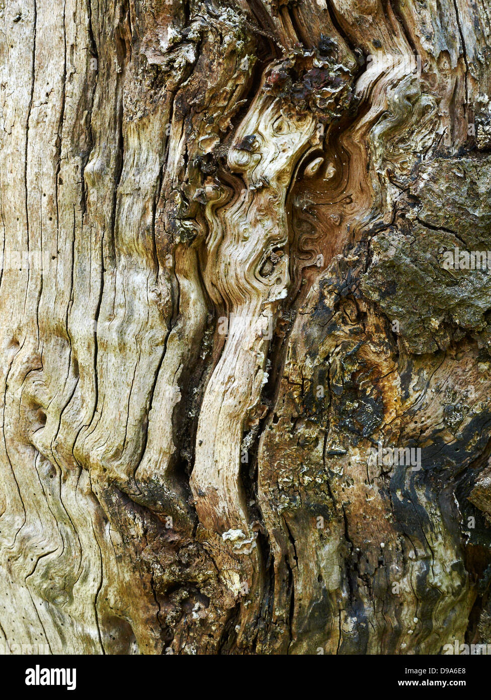 Baum-detail Stockfoto