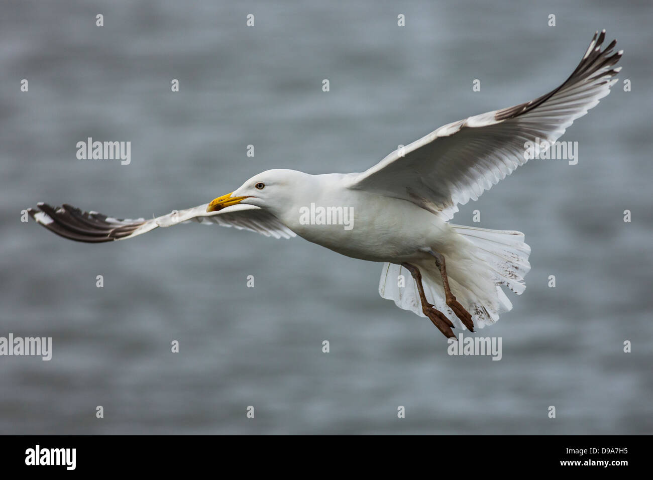 Silbermöwe im Flug über einem See Stockfoto