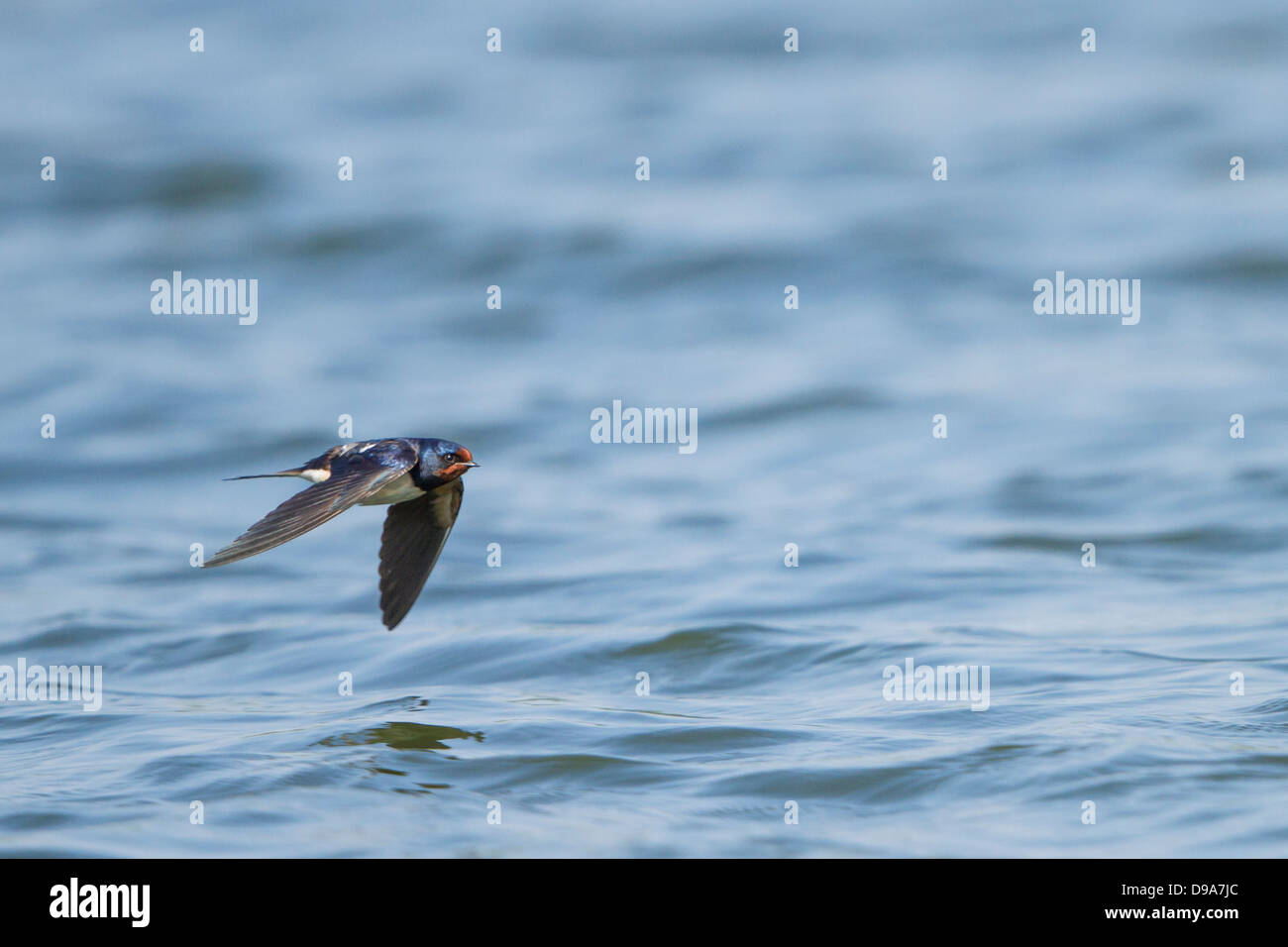 Eine Schwalbe Tiefflug über Wasser Stockfoto