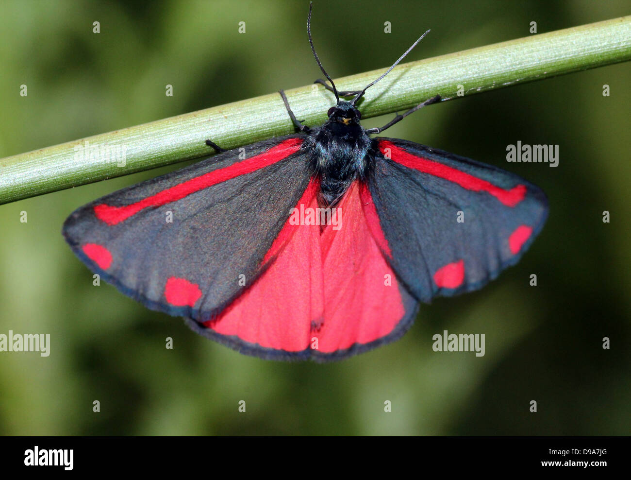 Detaillierte Makro ein Cinnabar Moth (Tyria Jacobaeae) mit Flügeln verteilt geöffnet ist, zeigt die rote Innenflügel (Serie von 28 Bilder) Stockfoto