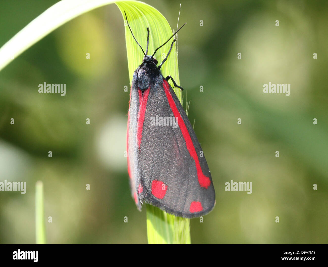 Detaillierte Makro ein Cinnabar Moth (Tyria Jacobaeae) mit Flügeln geschlossen (Serie von 28 Bilder) Stockfoto