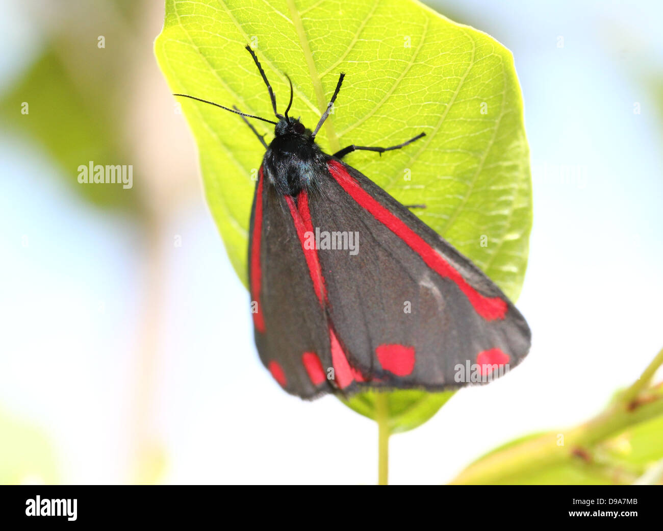 Detaillierte Makro ein Cinnabar Moth (Tyria Jacobaeae) mit Flügeln geschlossen (Serie von 28 Bilder) Stockfoto