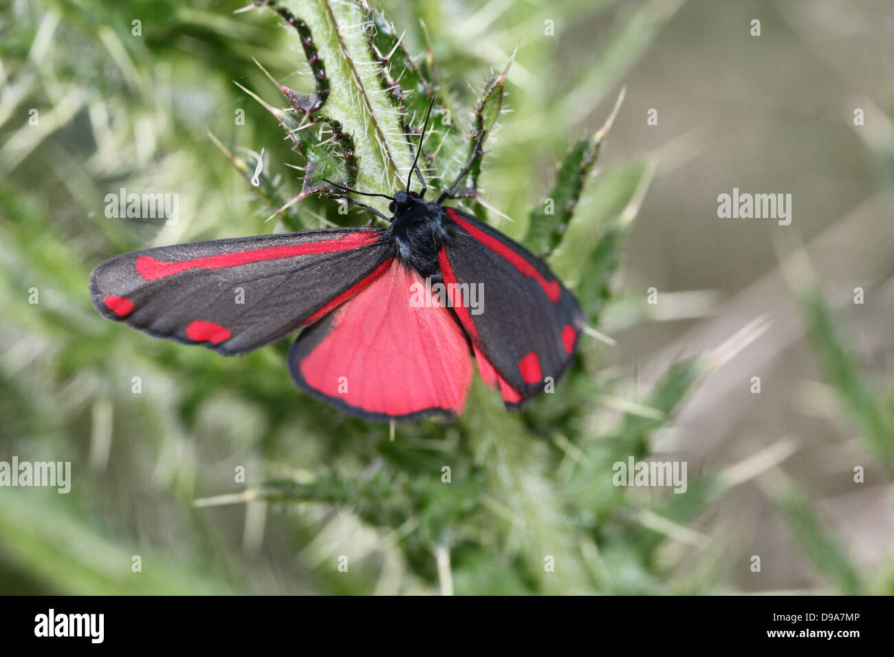 Detaillierte Makro ein Cinnabar Moth (Tyria Jacobaeae) mit Flügeln verteilt geöffnet ist, zeigt die rote Innenflügel (Serie von 28 Bilder) Stockfoto