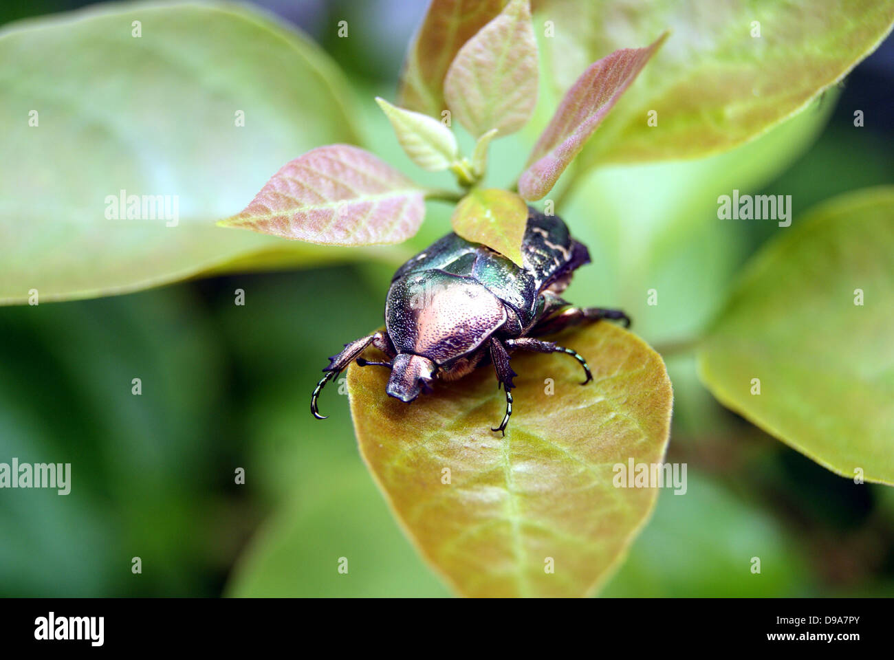 Eine schwarze Schildläuse liegen vornübergeneigt, Pflanzen, Blätter, Blatt, Natur, Tiere, Insekten Stockfoto