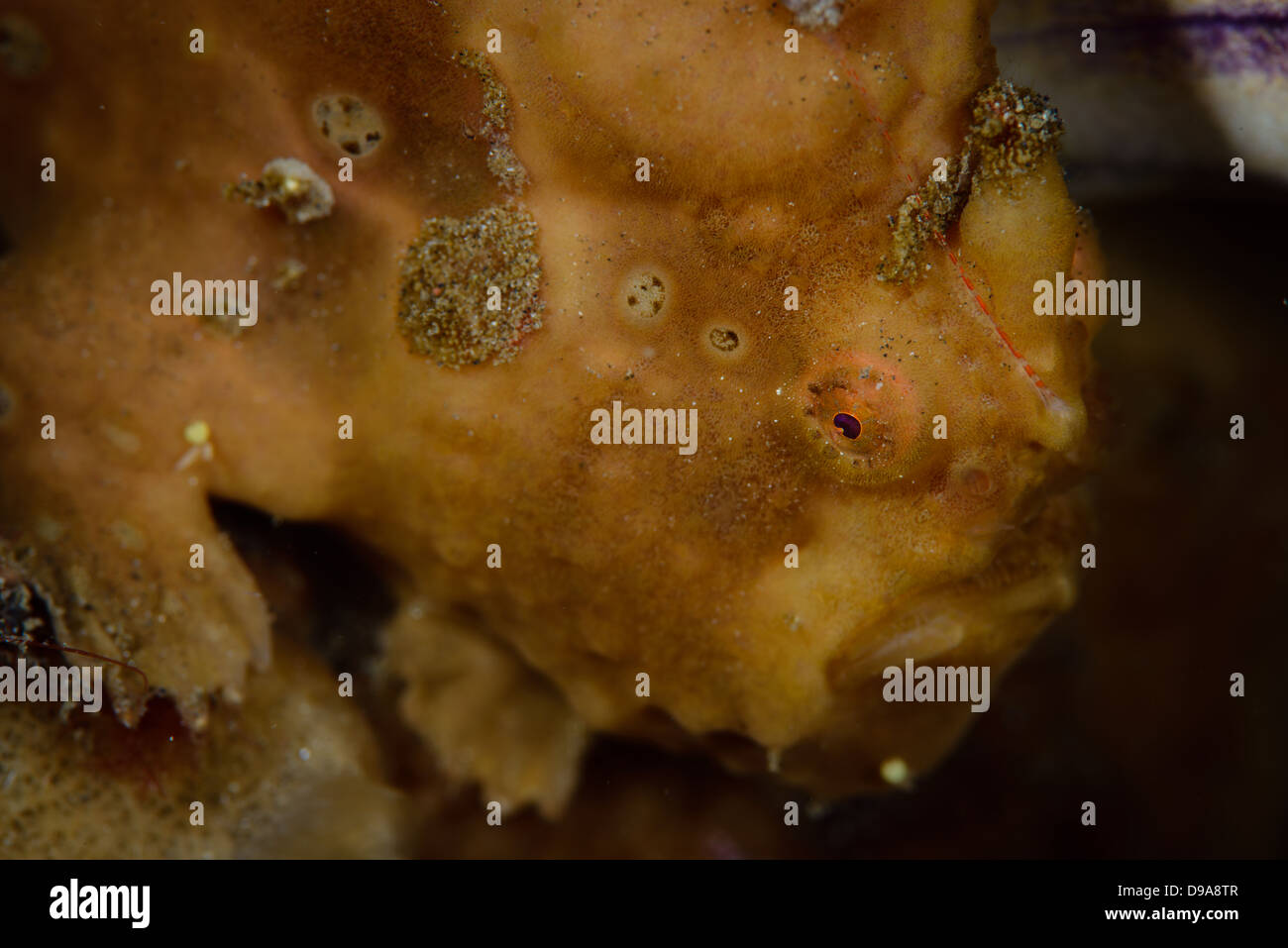 Eine orange warzige Anglerfisch Antennarius Maculatus aus Lembeh Strait, Nord-Sulawesi, Indonesien. 15 cm groß Stockfoto