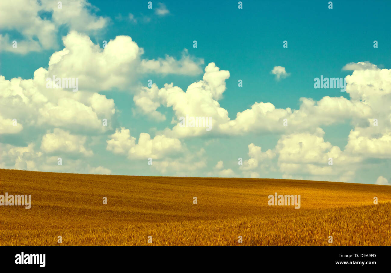 neue Landschaftsbild mit Herbst Feld und bewölktem Himmel Stockfoto