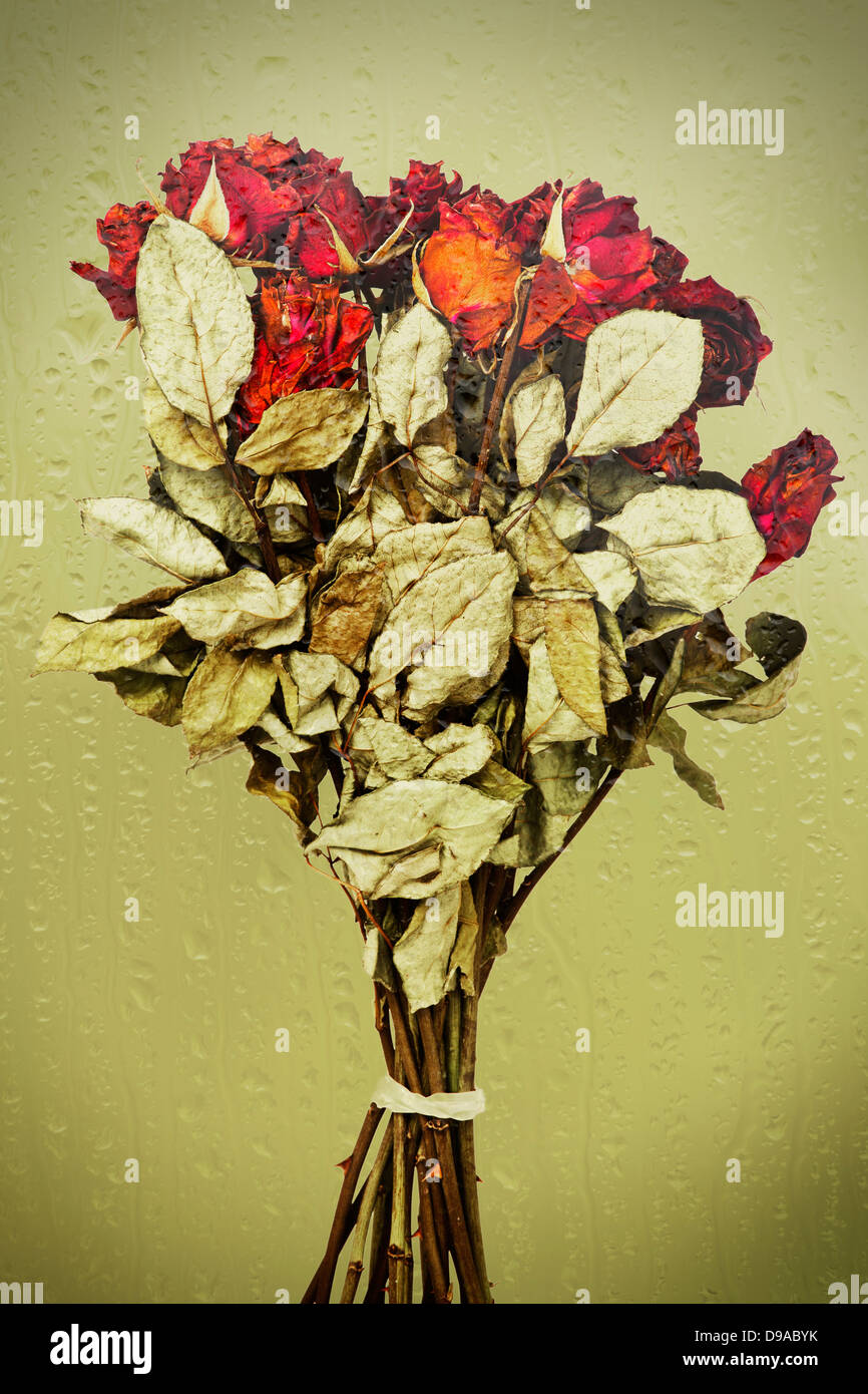 Handvoll getrocknete Rosen gegen grünes Glas mit Wasser Tropfen Stockfoto