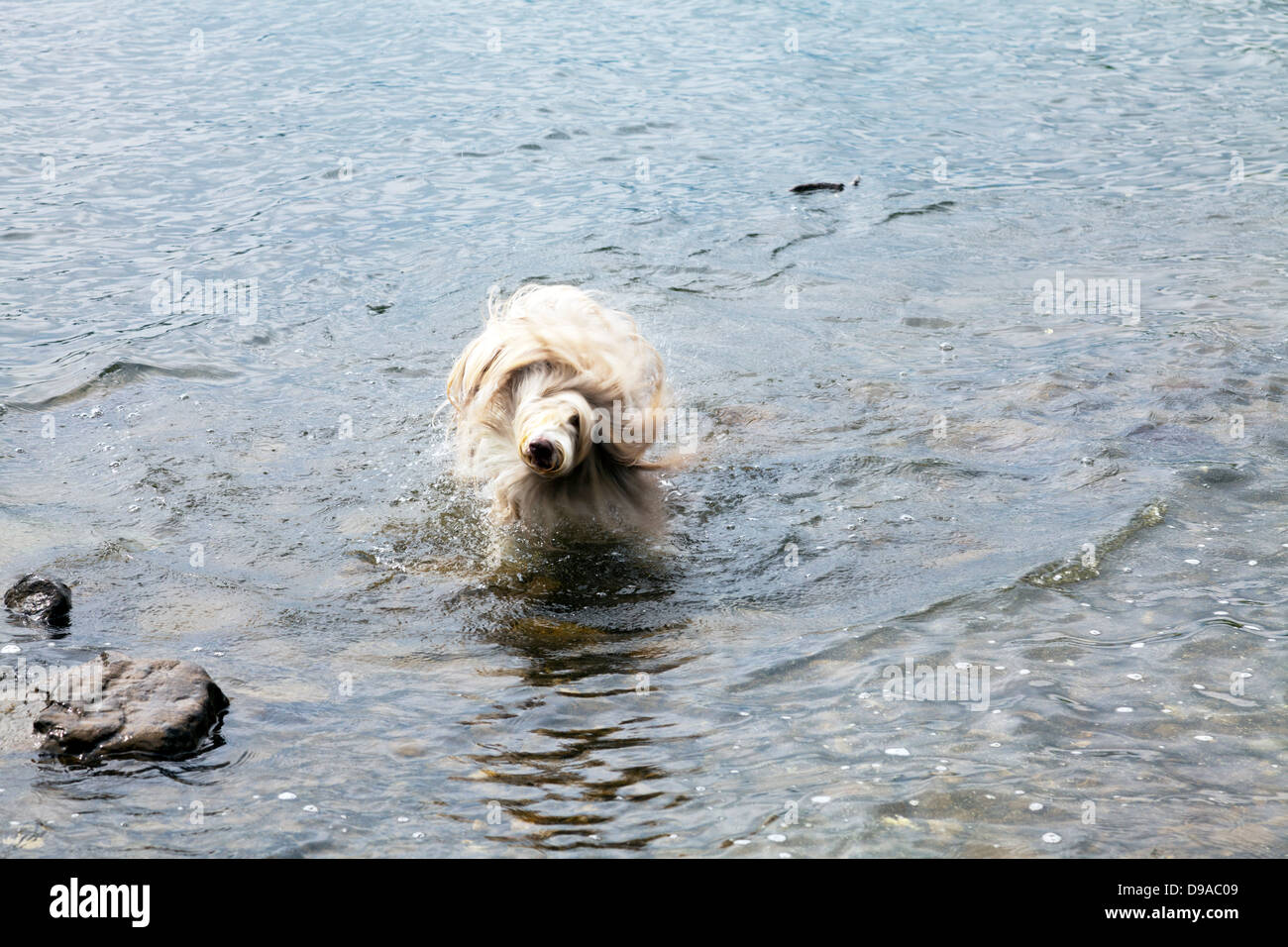 Hund abzuschütteln Wasser in Derwent Wasser Keswick, Cumbria, Lake District National Park, Lakeland, UK, England Stockfoto