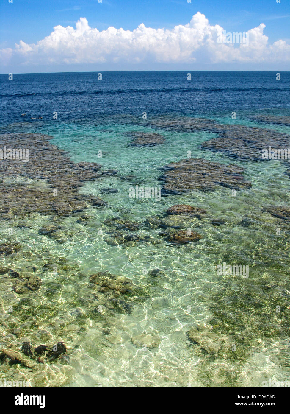 Korallenriff in der Bay Islands von Honduras Stockfoto