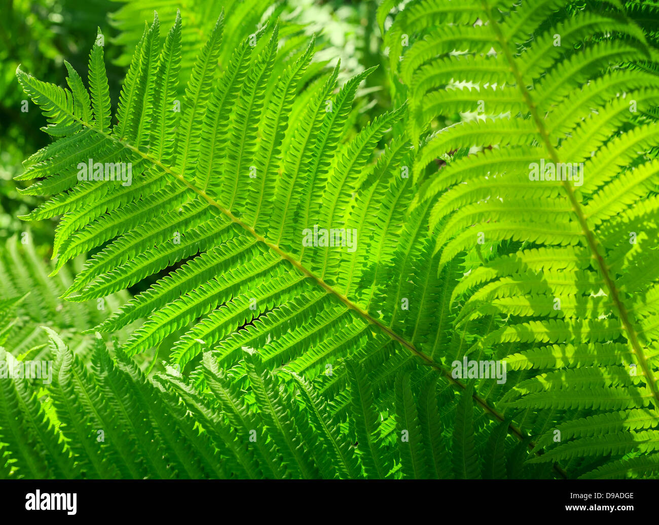 Frische grüne Farn Blätter Natur Hintergrund Stockfoto