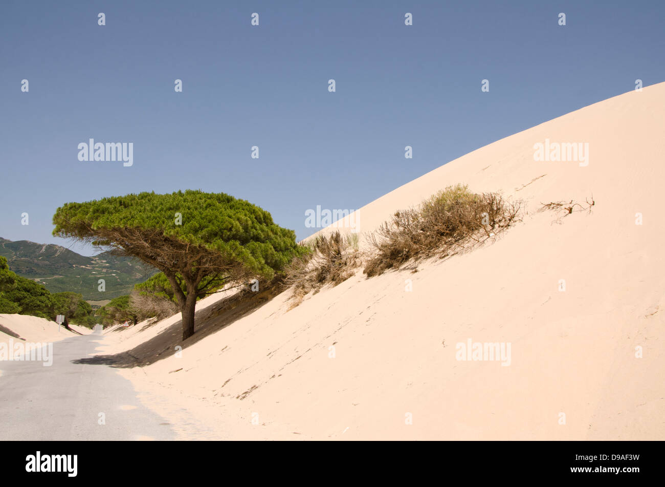 Straße durch die beweglichen Sanddünen am Strand von Punta Paloma mit Stein Kiefern in der Nähe von Tarifa, Andalusien, Spanien. Stockfoto