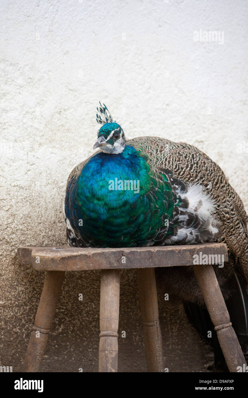 Männlicher Pfau indischen Pfauen Pavo Cristatus sitzen gesetzt auf hölzernen Schemel mit weiß getünchten Wand im Hintergrund Stockfoto