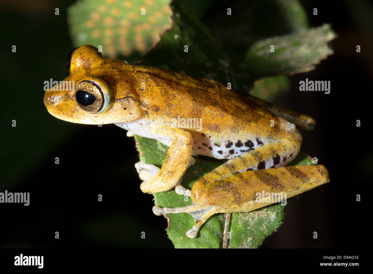 Gunther der Treefrog (Hypsiboas Fasciatus) zusammengeschlossen. Stockfoto