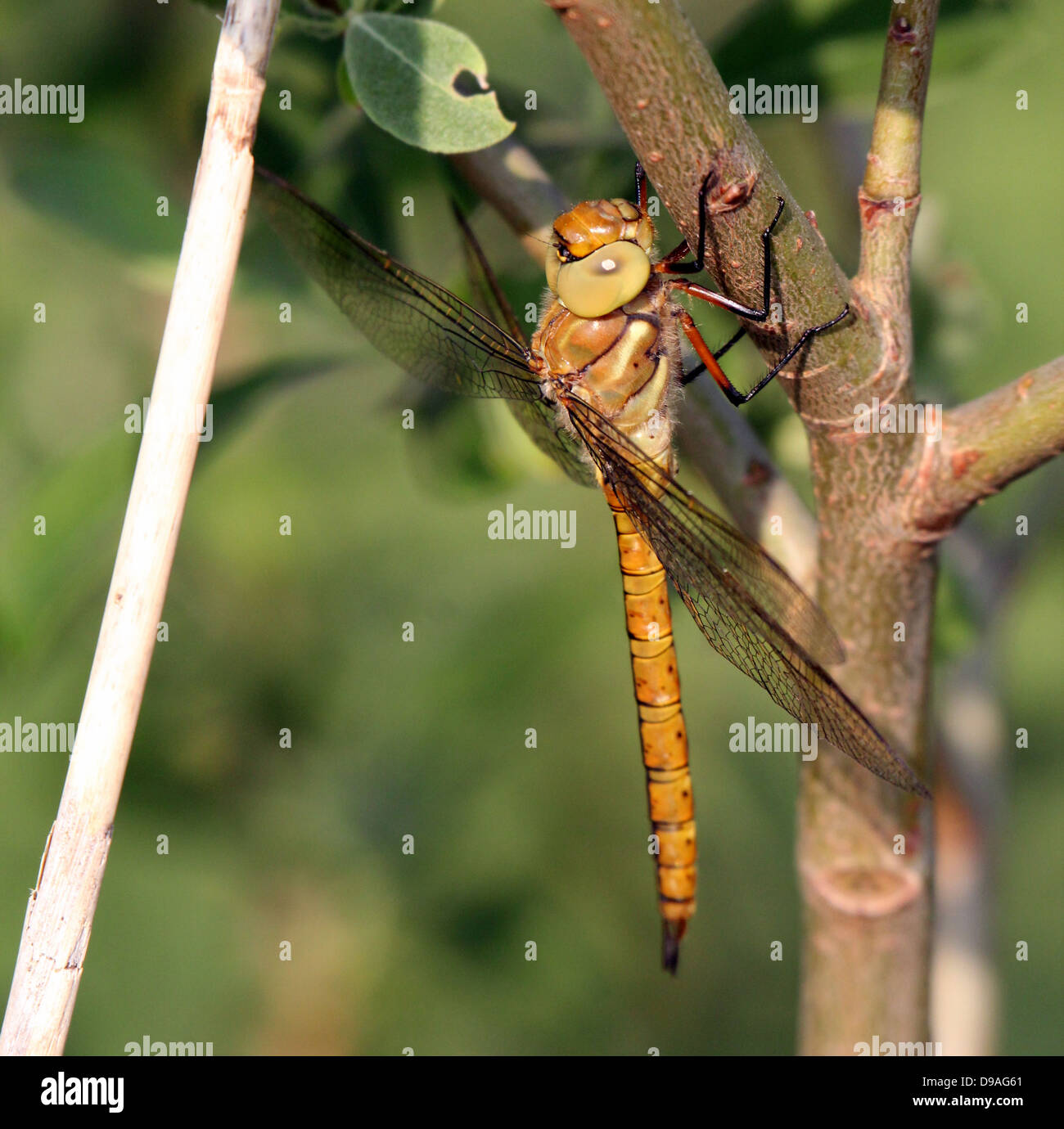 Detaillierte Makro Green Eyed Hawker, a.k.a. Norfolk Hawker (Aeshna drehbar) - (22 Bilder) Stockfoto