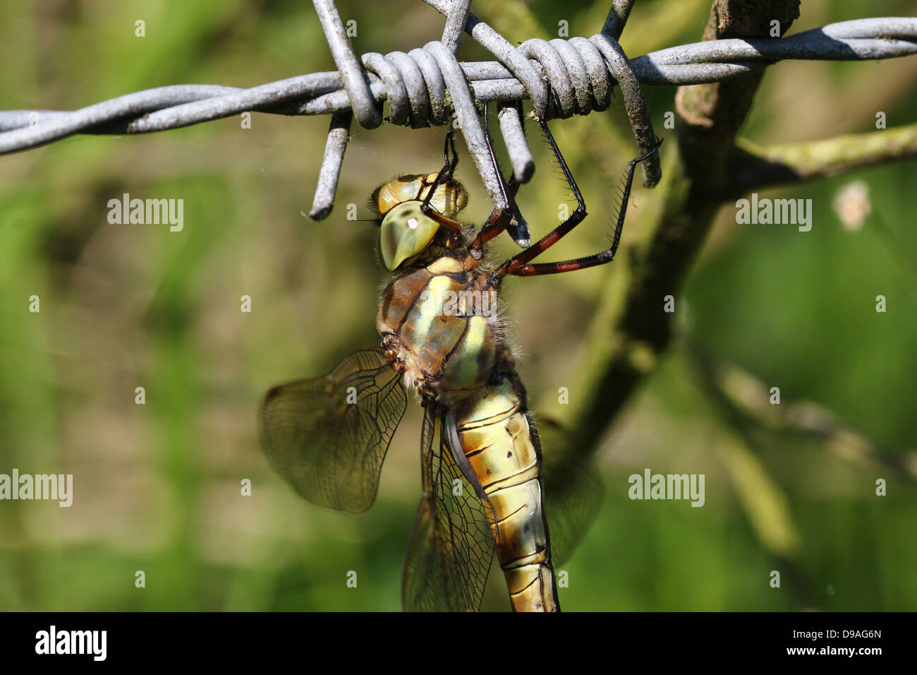 European Green Eyed Hawker aka Norfolk Hawker (Aeshna drehbar). Stockfoto