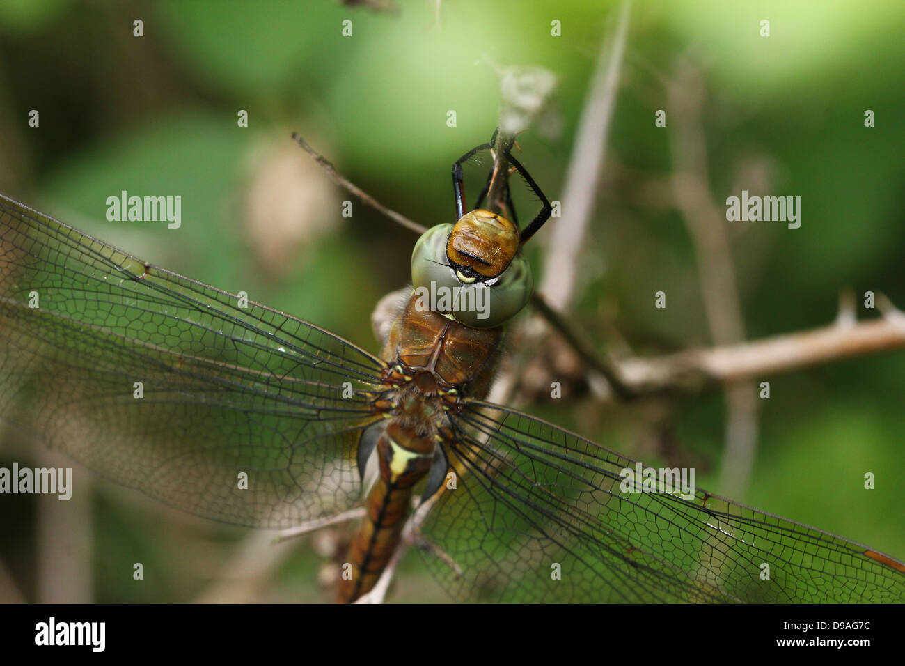 European Green Eyed Hawker aka Norfolk Hawker (Aeshna drehbar). Stockfoto