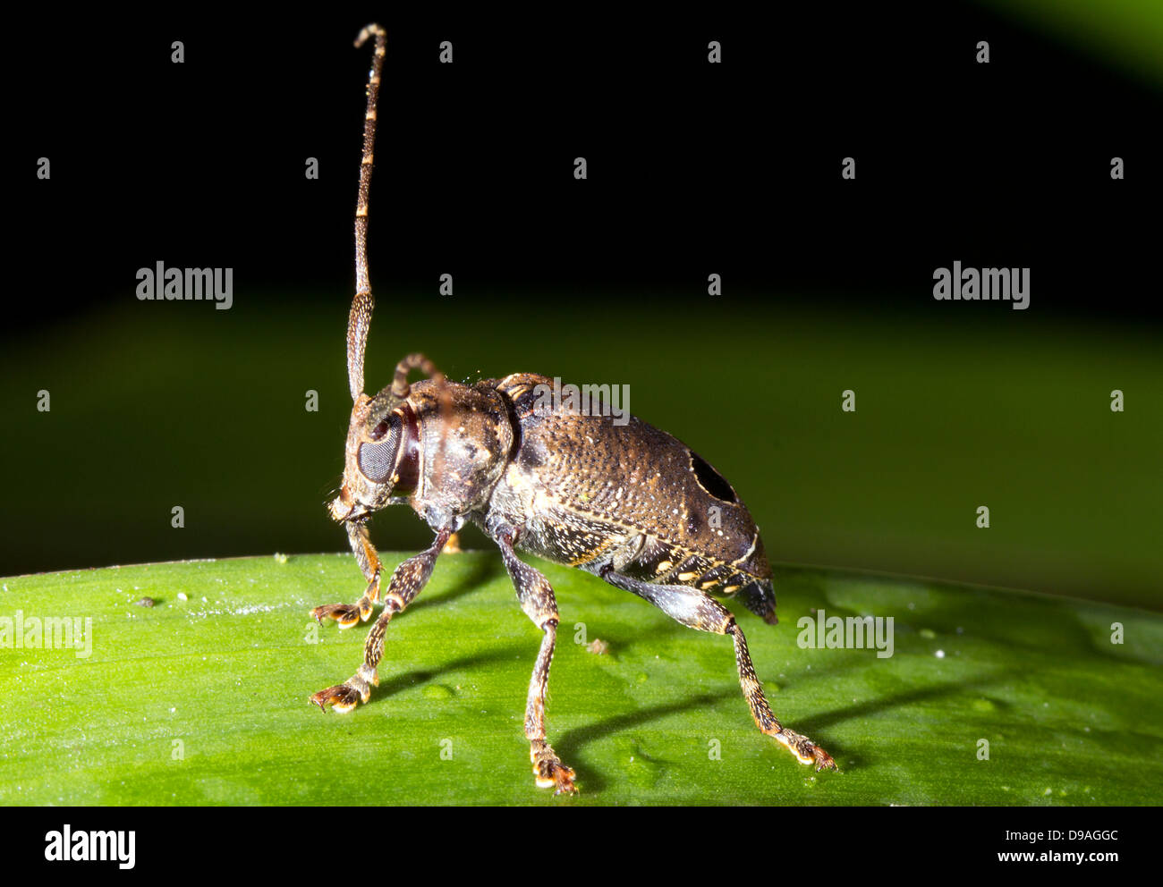 Longhorn Beetle (Familie Cerambycidae) auf einem Blatt im Regenwald Unterwuchs, Ecuador Stockfoto