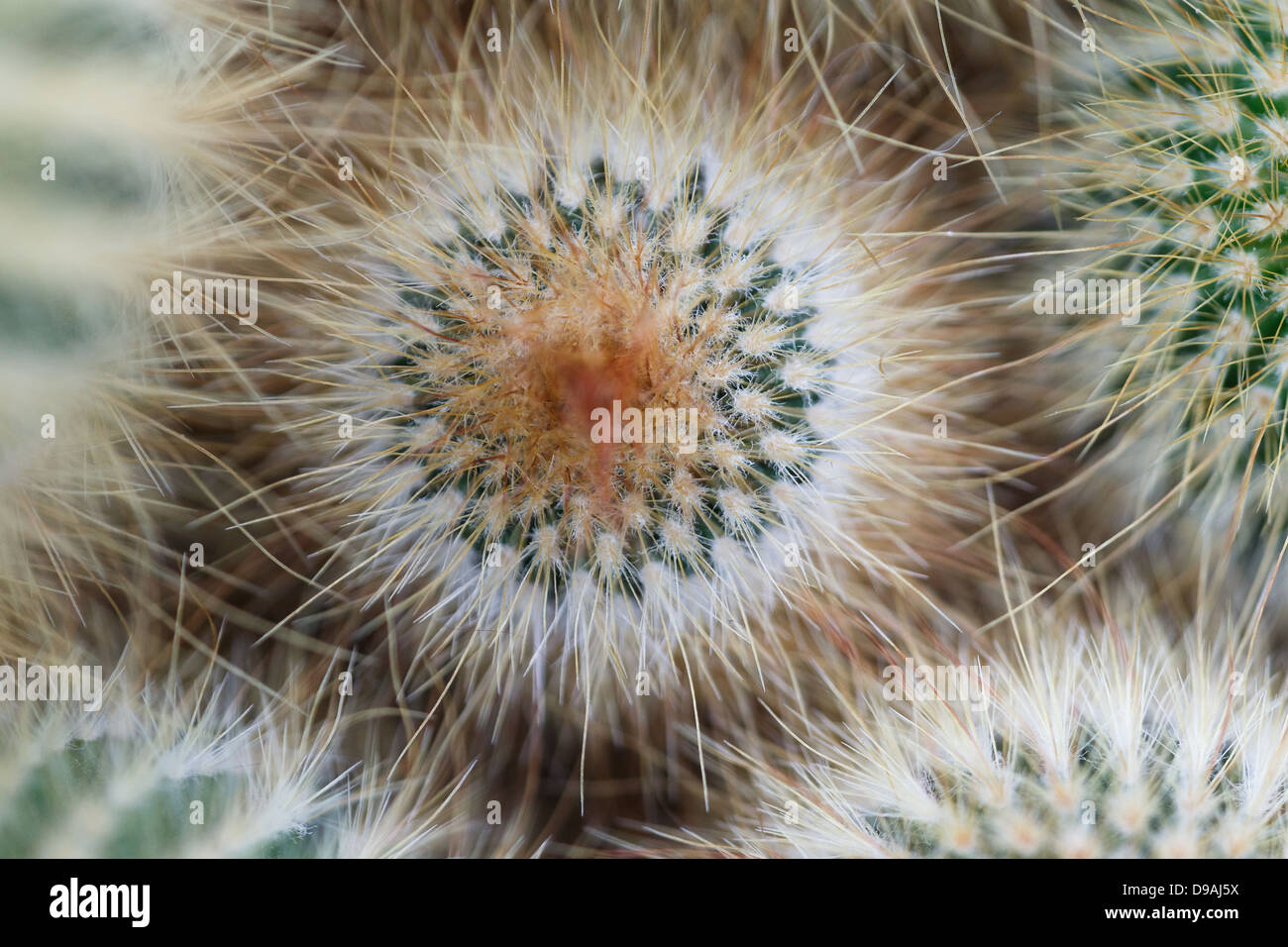 Mammillaria sp Kaktus zeigt Symmetrie. Stockfoto