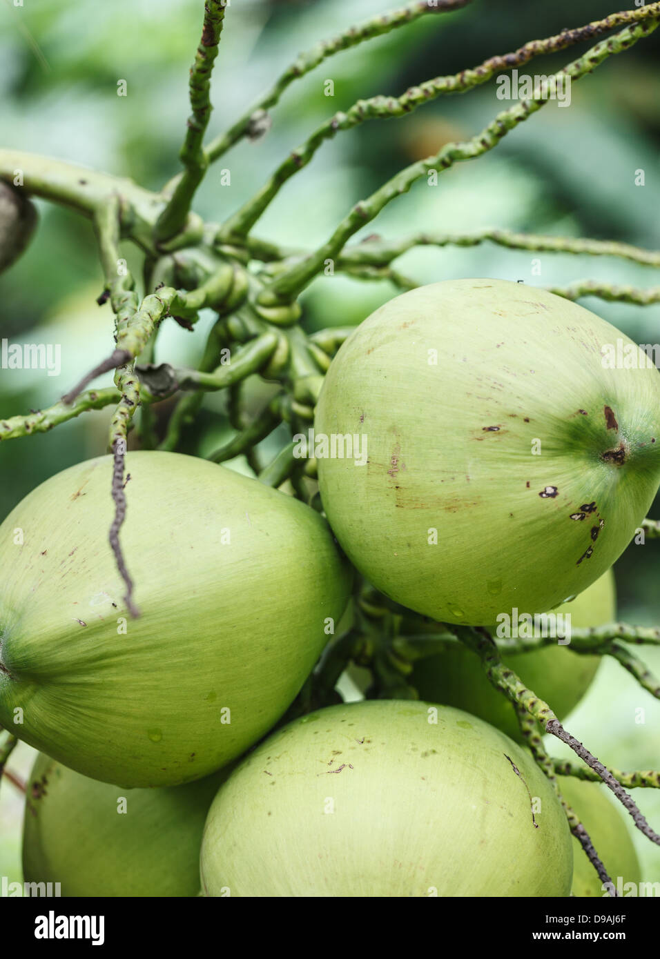 Die Früchte der Kokosnuss-Palmen - große Muttern hautnah Stockfoto