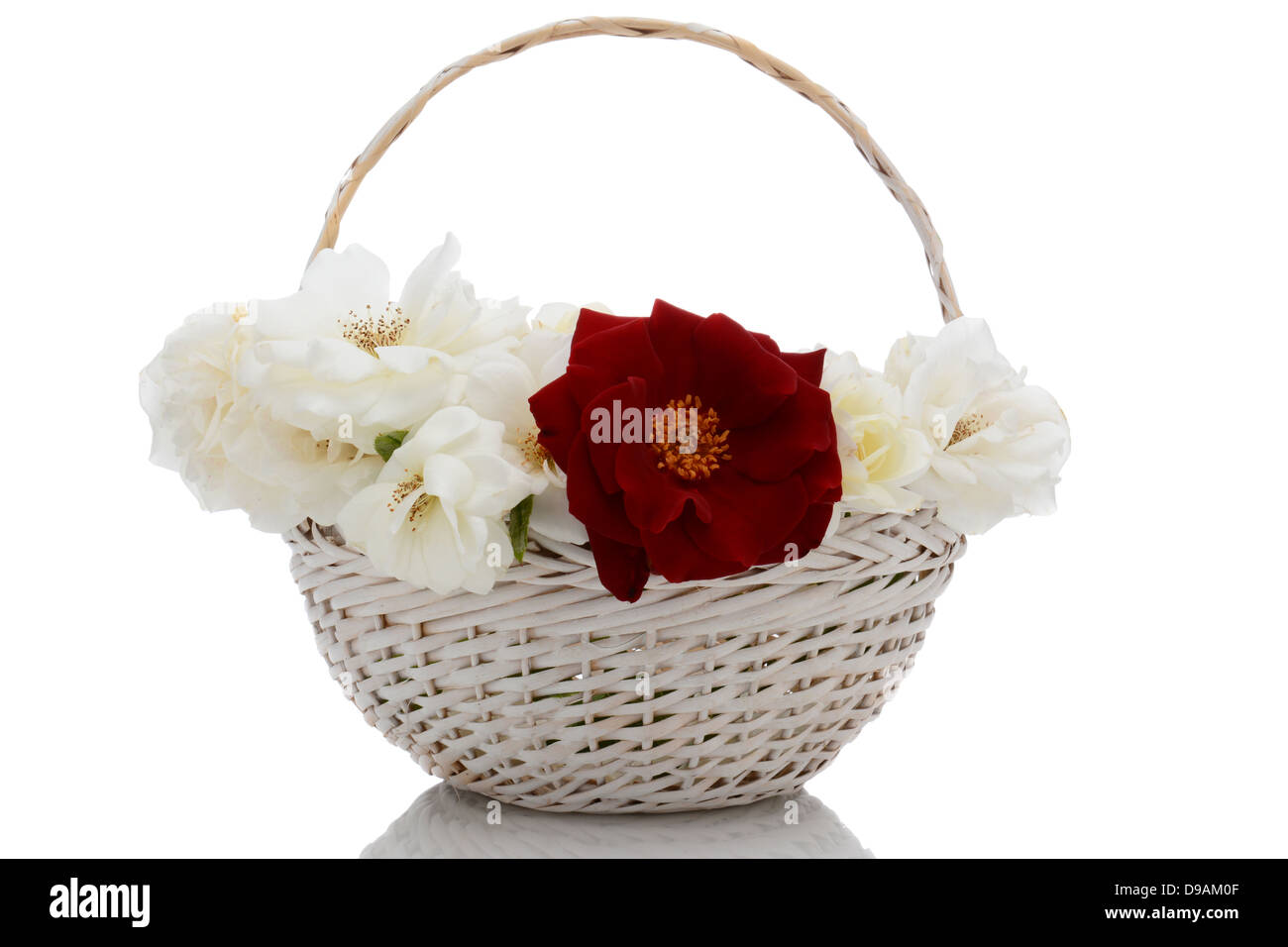 Nahaufnahme von einem weißen Weidenkorb mit weißen Rosen und eine einzelne rote Rose. Isoliert mit Reflexion. Stockfoto