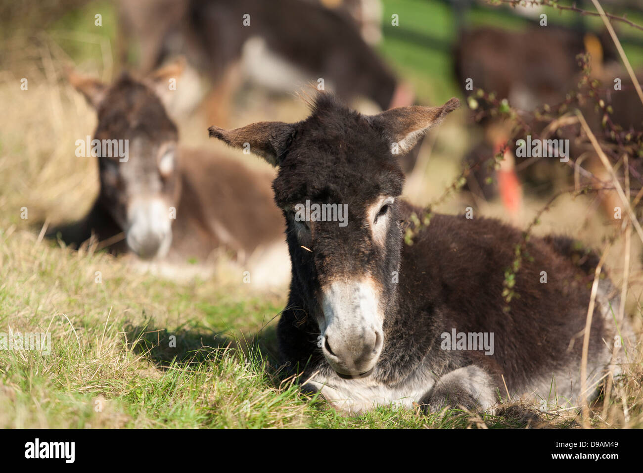 Ein junger gerettet Esel Donkey Sanctuary in Liscarroll Republik von Irland. Stockfoto