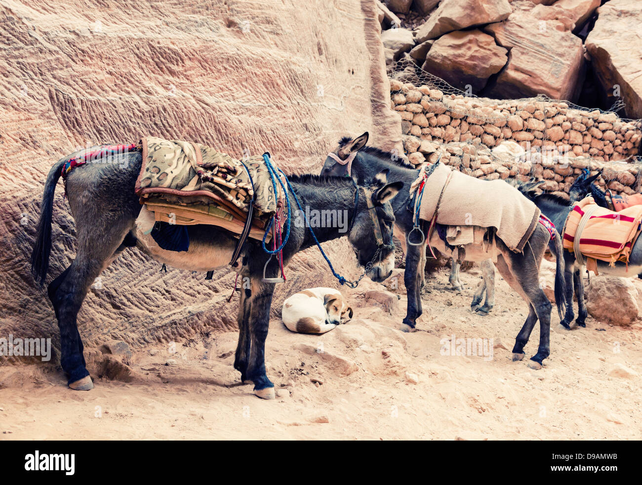 Esel in Petra in Jordanien Stockfoto