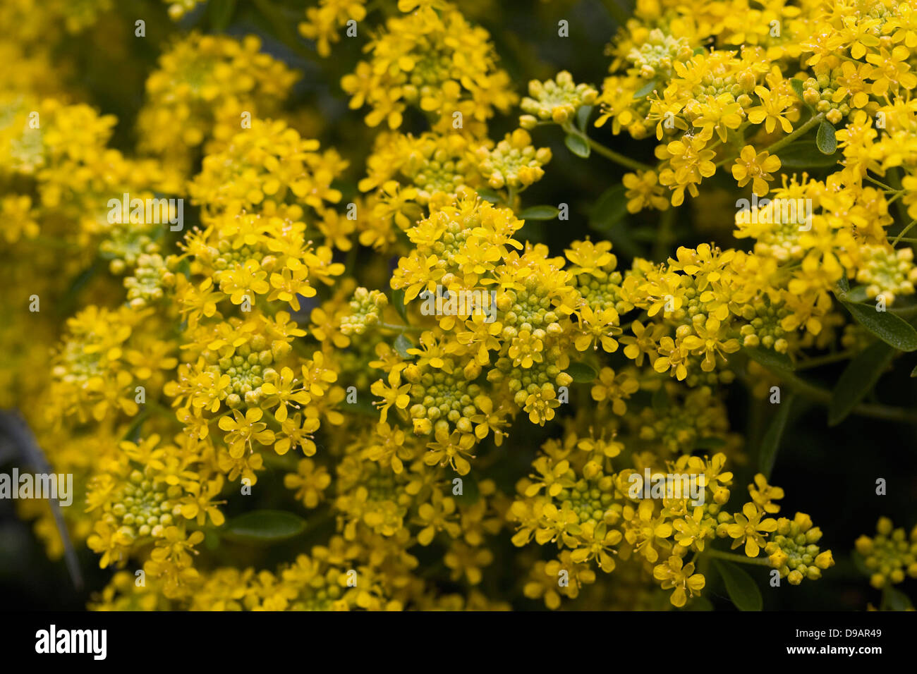 Alyssum Stribrnyi Blumen. Stockfoto