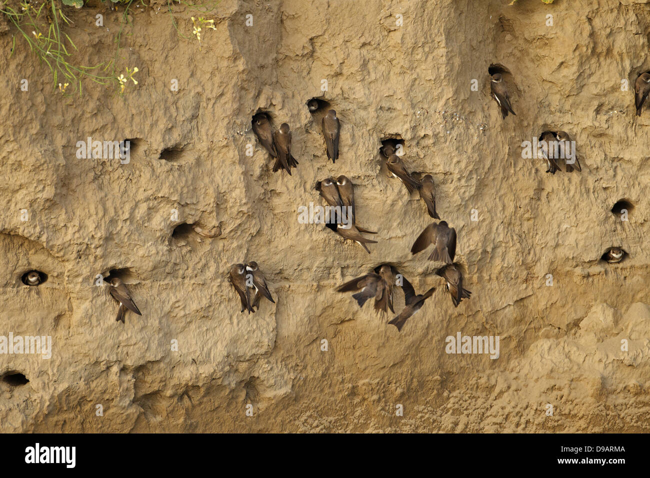 Bank schlucken, Sand Martin Riparia Riparia, Uferschwalbe Stockfoto