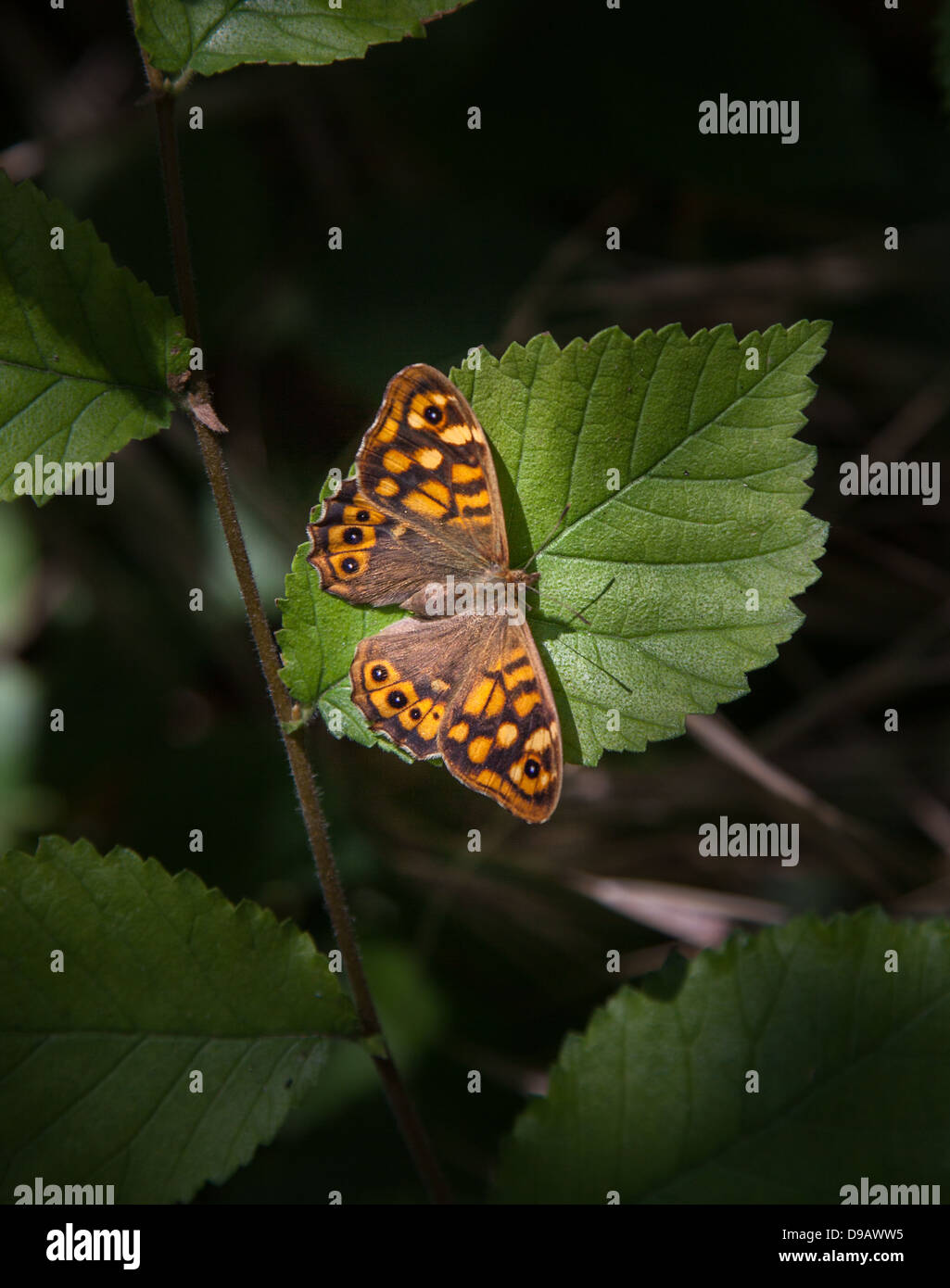 Gesprenkelte Holz Schmetterling auf Blatt Stockfoto